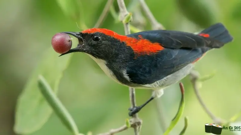 chim ốc mít ăn gì