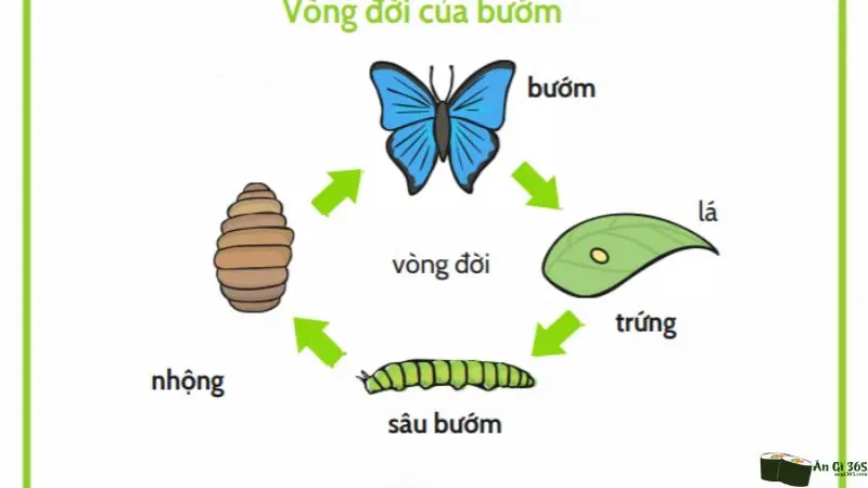 con bướm ăn gì