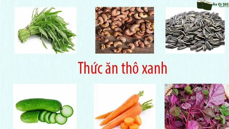 Thức ăn thô xanh